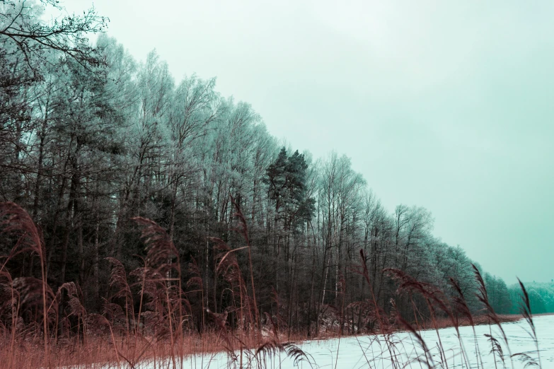 a red fire hydrant sitting on top of a snow covered field, a picture, inspired by Elsa Bleda, tonalism, forest. white trees, view from the lake, red and cyan, 2022 photograph