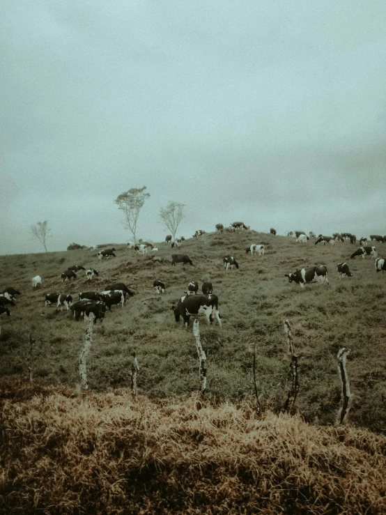 a herd of cattle grazing on a lush green hillside, an album cover, by Elsa Bleda, unsplash contest winner, australian tonalism, grainy polaroid, gloomy skies, taken on iphone 14 pro, dreary