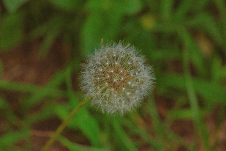 a close up of a dandelion in the grass, inspired by Elsa Bleda, pexels contest winner, 15081959 21121991 01012000 4k, portrait of a small, ancient fairy dust, old color photograph