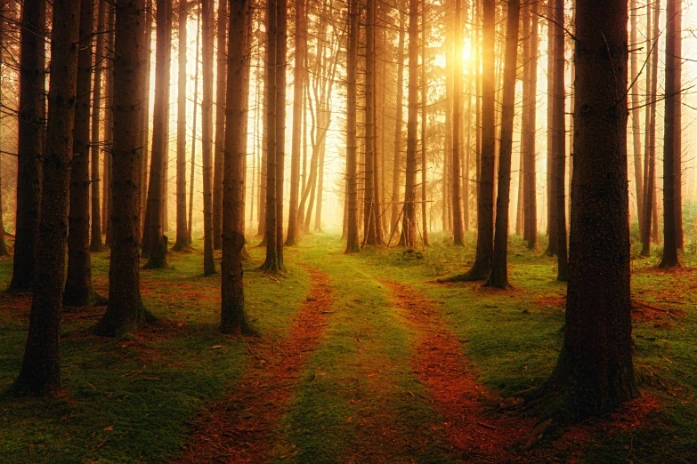 the sun shines through the trees in a forest, an album cover, by Jesper Knudsen, pexels, tree-lined path at sunset, ancient forest like fanal forest, ((trees)), god's ways are mysterious