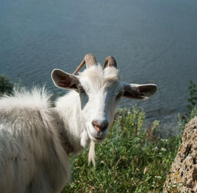 a goat standing on top of a lush green hillside, pexels contest winner, photorealism, near lake baikal, short light grey whiskers, on the coast, a still of a happy