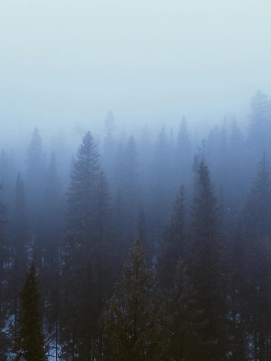 a forest filled with lots of trees covered in snow, unsplash contest winner, tonalism, dark misty foggy valley, ((forest)), blue mist, today\'s featured photograph 4k