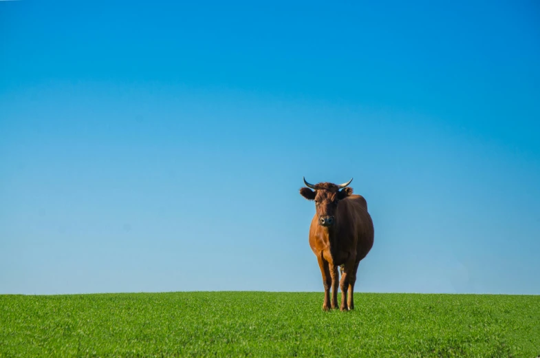 a brown cow standing on top of a lush green field, blue clear skies, animal photography, plain background, clemens ascher