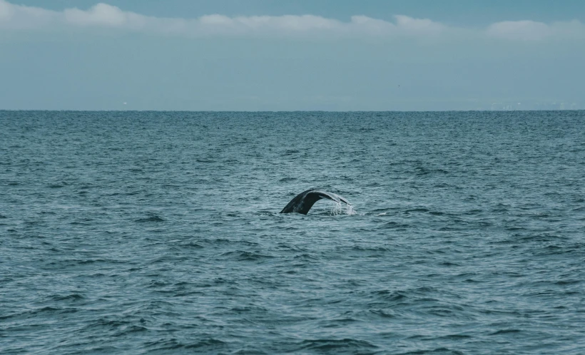 a whale's tail sticking out of the water, by Niko Henrichon, pexels contest winner, hurufiyya, far away from camera, hammershøi, view from the side, fish swimming