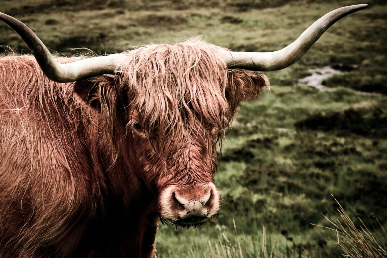 a brown cow standing on top of a lush green field, pexels contest winner, renaissance, scottish style, wild hair, rugged textured face, whisky