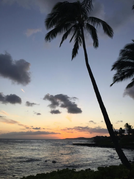 a couple of palm trees sitting next to a body of water, during a sunset