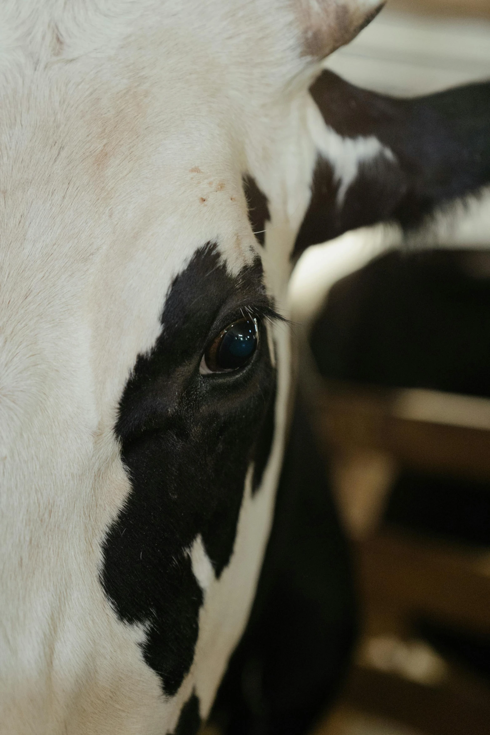 a close up of a black and white cow, black spot over left eye, white around right eye, milk, a high angle shot