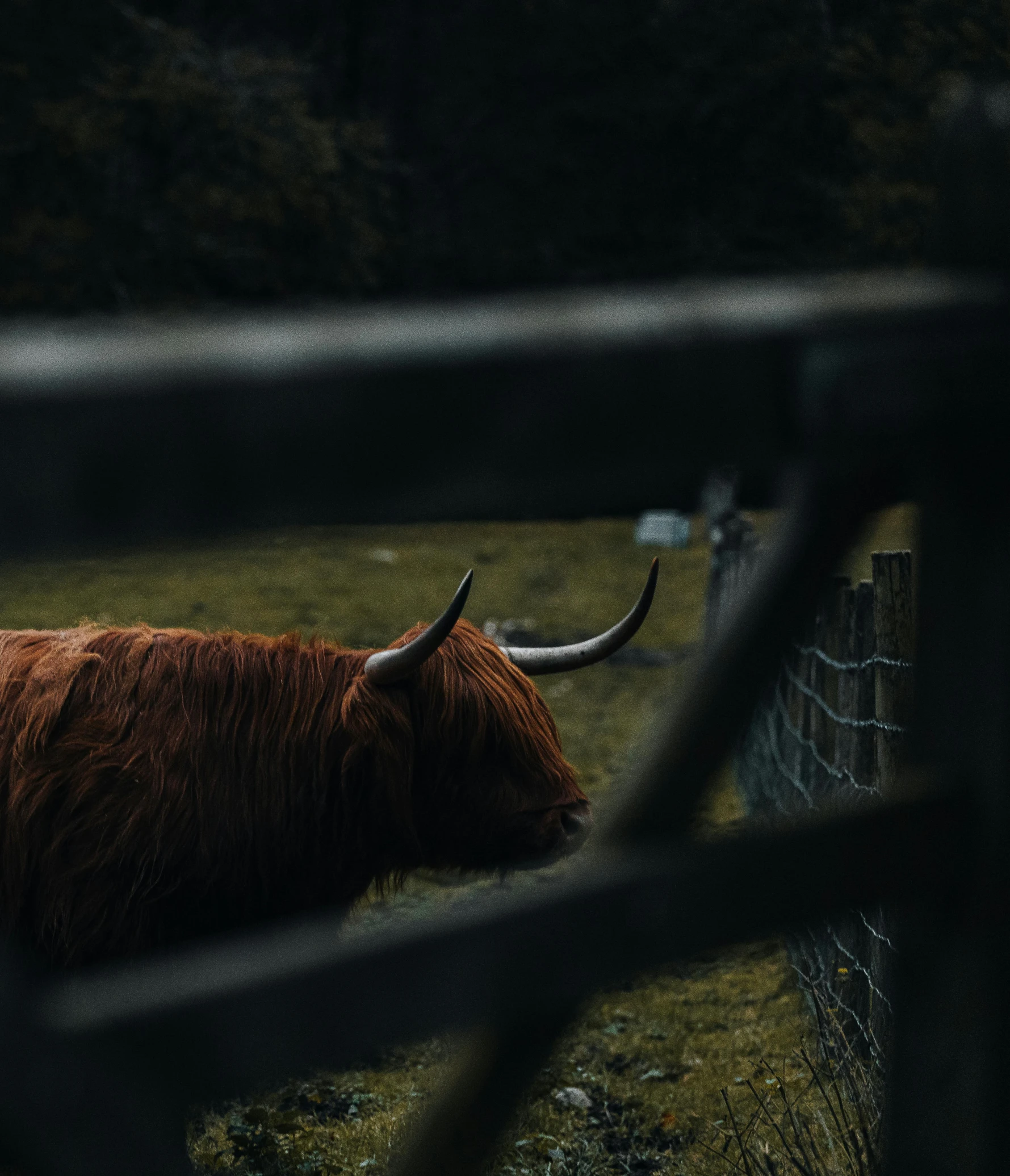 a brown cow standing on top of a lush green field, by Sebastian Spreng, pexels contest winner, renaissance, fence, moody hazy lighting, side view close up of a gaunt, highlands