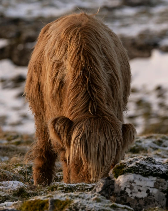 a brown cow standing on top of a snow covered field, flowy hair standing on a rock, covered in moss, low quality photo, trending photo