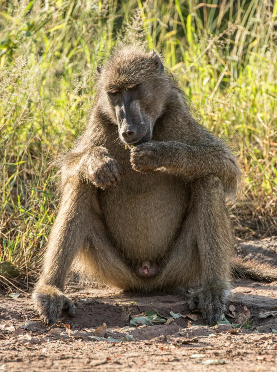 a baboon sitting on the side of a dirt road, pregnant, confident smirk, 1 male, bored ape nft