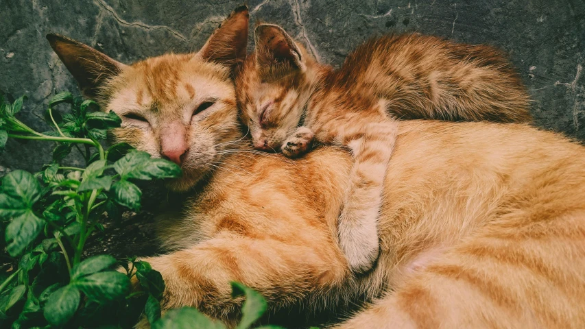 a couple of cats laying next to each other, pexels contest winner, hugging and cradling, fatherly, instagram post, maternal