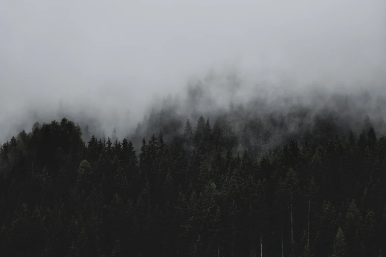 a black and white photo of a forest, a black and white photo, pexels contest winner, romanticism, green smoggy sky, covered in clouds, evergreen forest, dark and muted colors