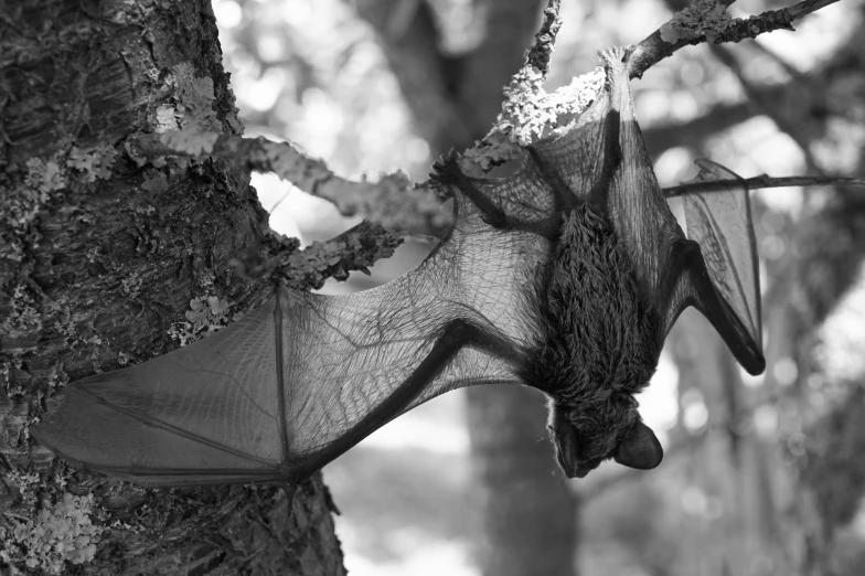 a black and white photo of a bat hanging from a tree, by Kristian Kreković, large mosquito wings, molten, hatched pointed ears, decoration