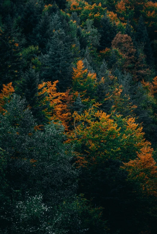 a herd of sheep grazing on top of a lush green forest, inspired by Elsa Bleda, unsplash contest winner, spooky autumnal colours, ((trees)), dark grey and orange colours, nature photography 4k