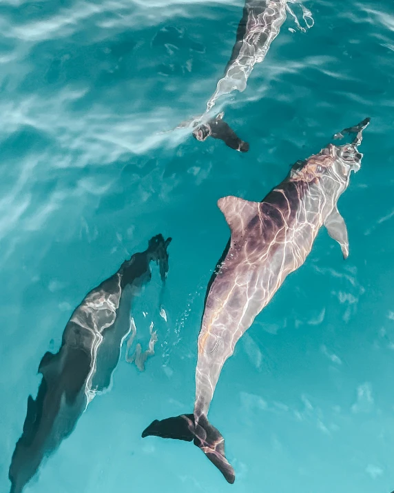 a group of dolphins swimming next to each other, a picture, by Matija Jama, unsplash contest winner, aerial iridecent veins, selfie photo, high exposure photo, three animals