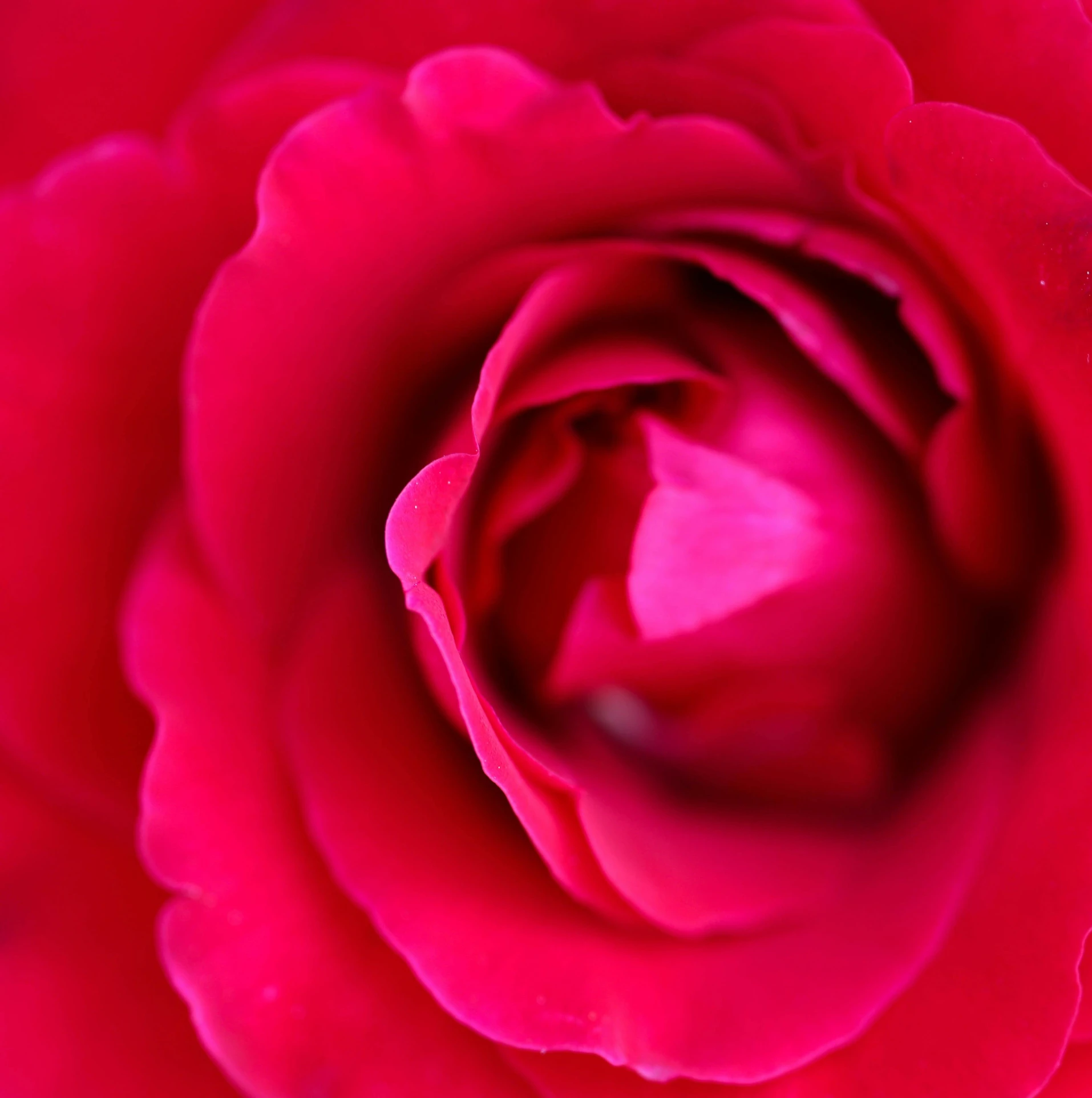 a close up of a red rose flower, by Jan Rustem, pexels contest winner, vibrant pink, full frame image, smooth tiny details, low detailed