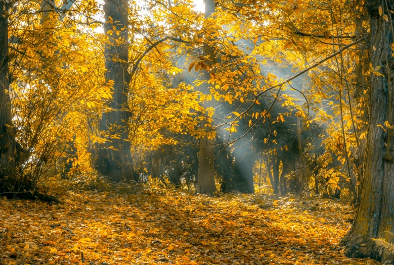 a forest filled with lots of yellow leaves, pexels contest winner, romanticism, dramatic light 8 k, fan favorite, morning lighting, indian forest