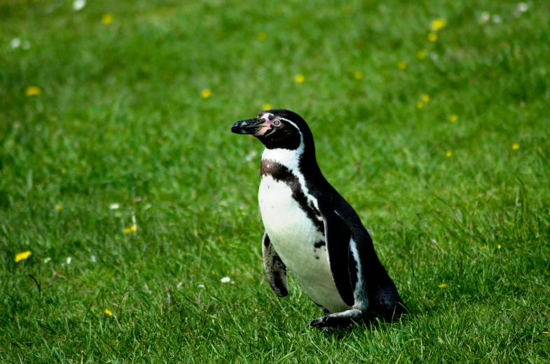 a penguin standing on top of a lush green field, profile image