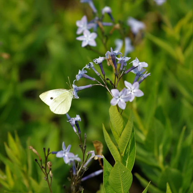 a white butterfly sitting on top of a purple flower, lobelia, next to a plant, square, shot on sony alpha dslr-a300