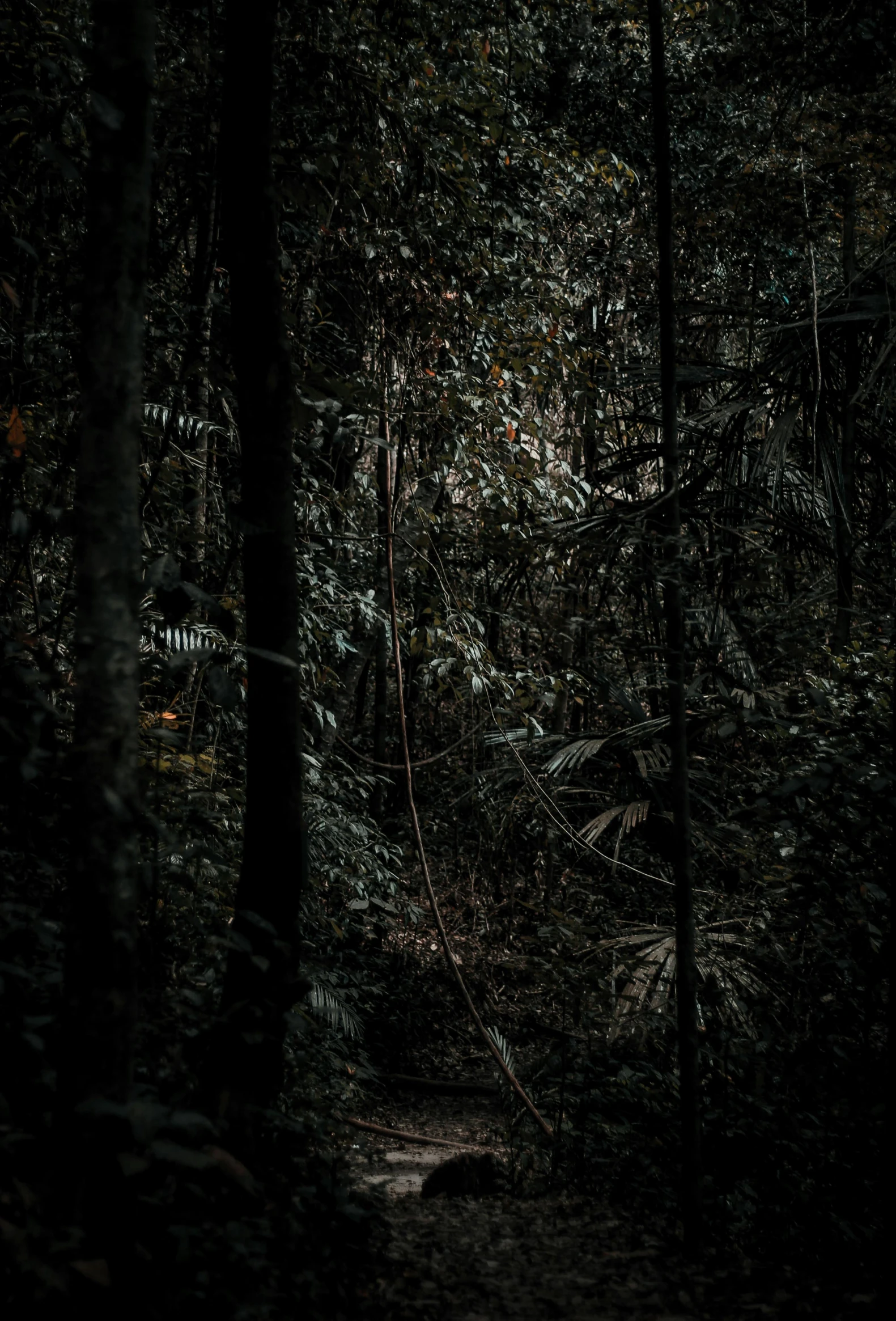 a dark forest filled with lots of trees, an album cover, unsplash contest winner, australian tonalism, malaysia jungle, ((forest))