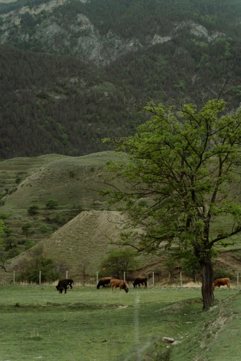 a herd of cattle grazing on a lush green hillside, wind river valley, of augean stables, alessio albi, colour photo