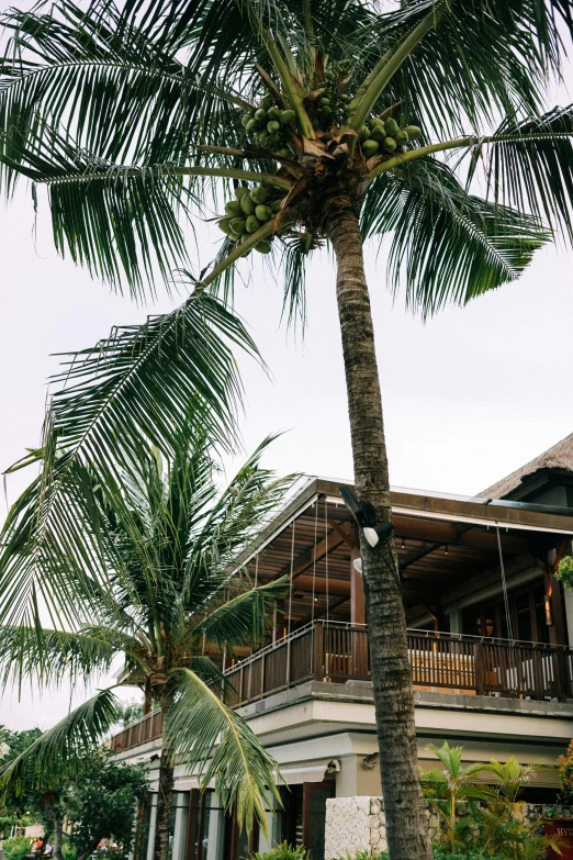 a couple of palm trees in front of a building, raining outside the cafe, longhouse, coconuts, view up