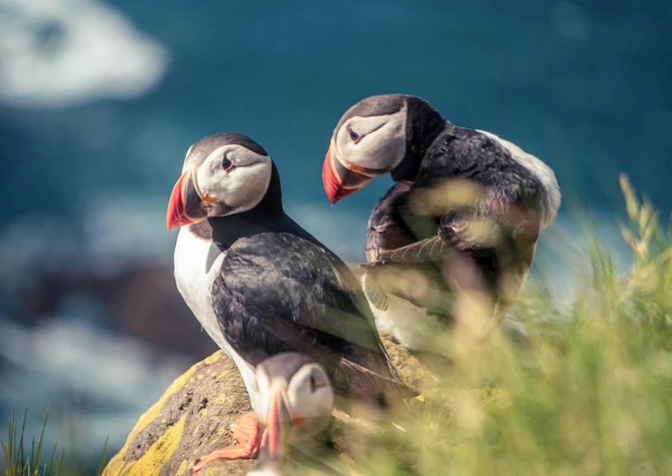 a couple of birds sitting on top of a rock, a portrait, by Dietmar Damerau, pexels contest winner, atlantic puffin, bright sunny day, thumbnail, multiple stories