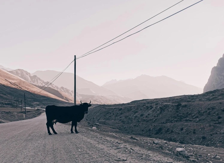 a cow standing in the middle of a road, an album cover, unsplash contest winner, mountains, nekro petros afshar, unhappy, on a village