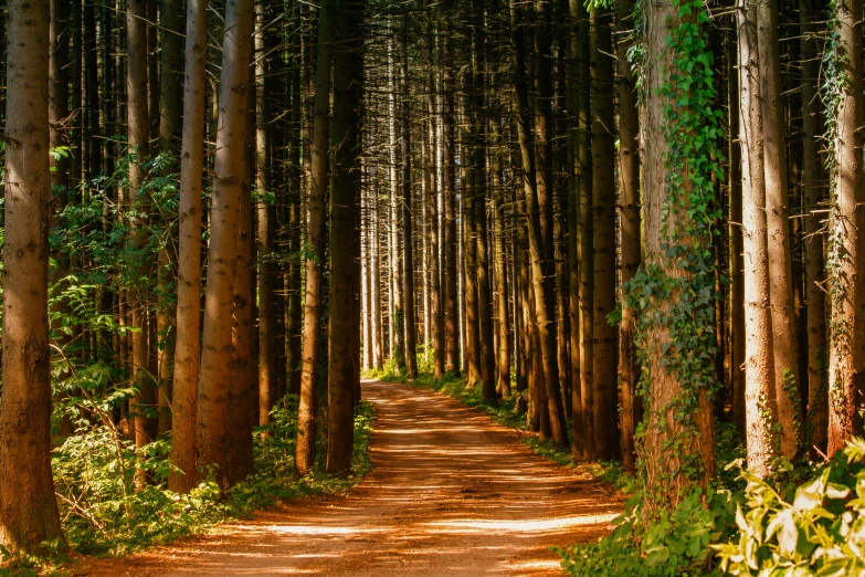 a dirt road in the middle of a forest, pexels contest winner, renaissance, ((trees)), sustainable materials, 1 4 9 3, panels