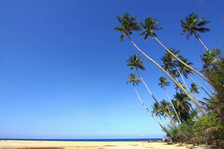 a group of palm trees sitting on top of a sandy beach, on a beach