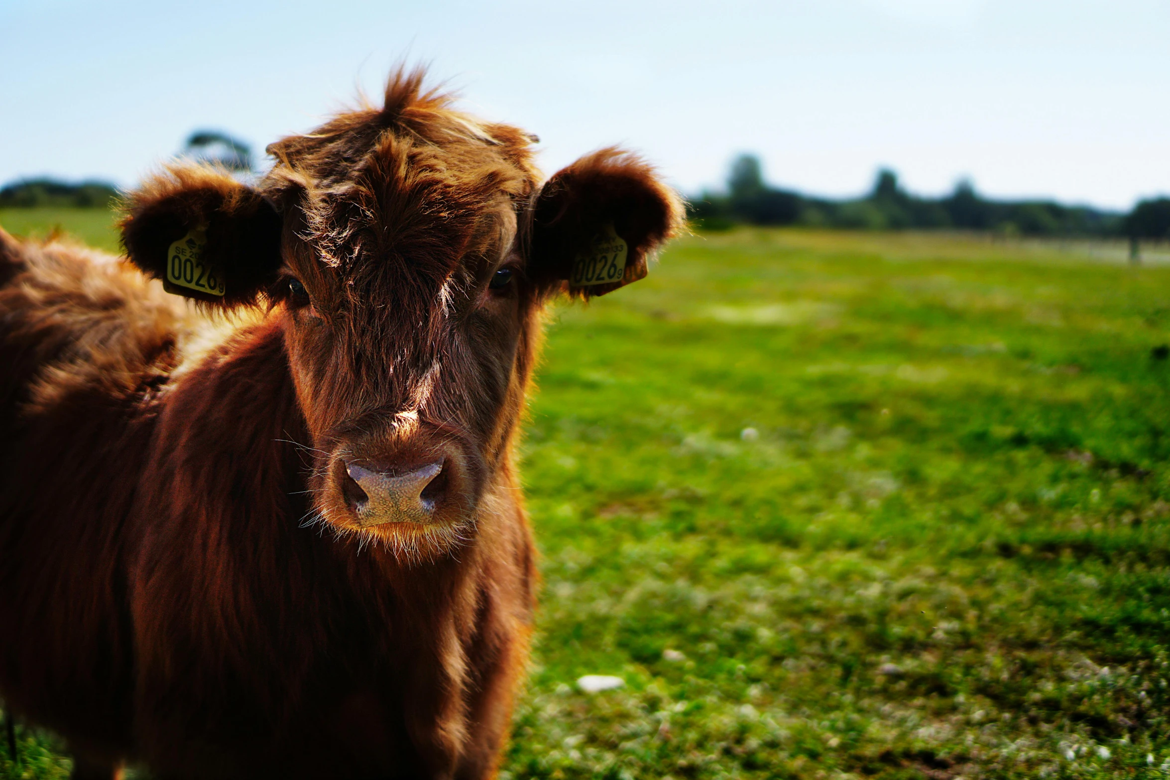 a brown cow standing on top of a lush green field, unsplash, renaissance, medium format, cute face, high quality image”