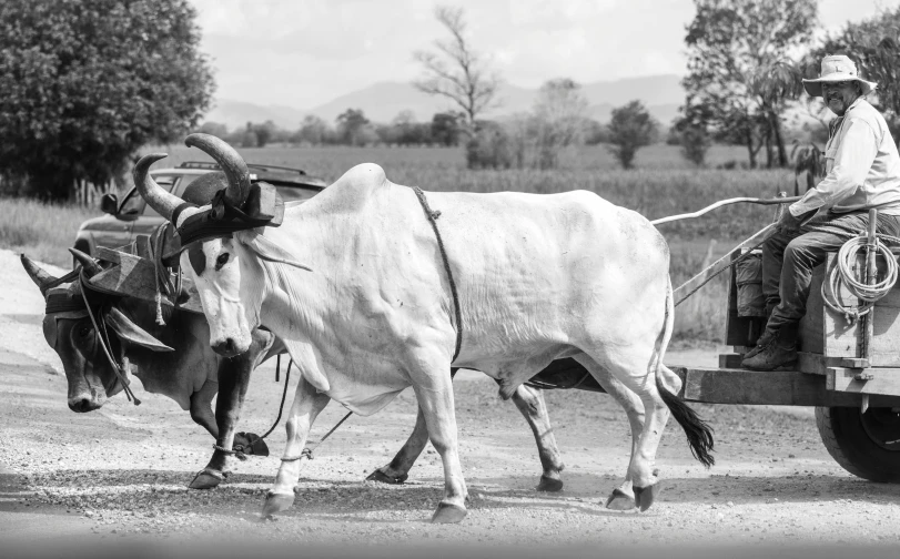 a man riding on the back of a cart pulled by two oxen, a black and white photo, unsplash, dau-al-set, white monochrome color!!!!!, bull, thawan duchanee, hybrid of mouse and horse