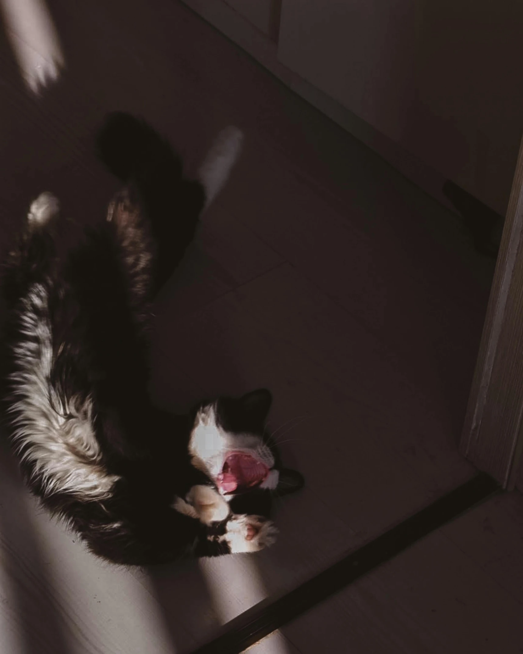 a black and white cat laying on its back on the floor, unsplash, sun down, gif, high angle shot, pouncing