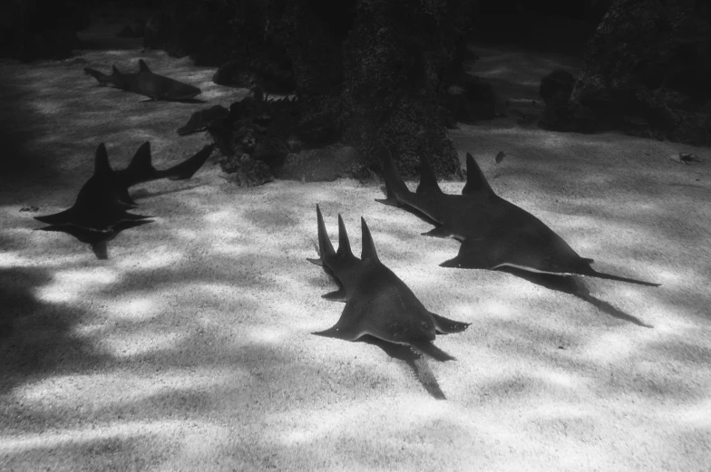 a black and white photo of a group of fish, a black and white photo, by Maurycy Gottlieb, unsplash, surrealism, stingrays, devils, beautiful!!!! museum photo, bahamas