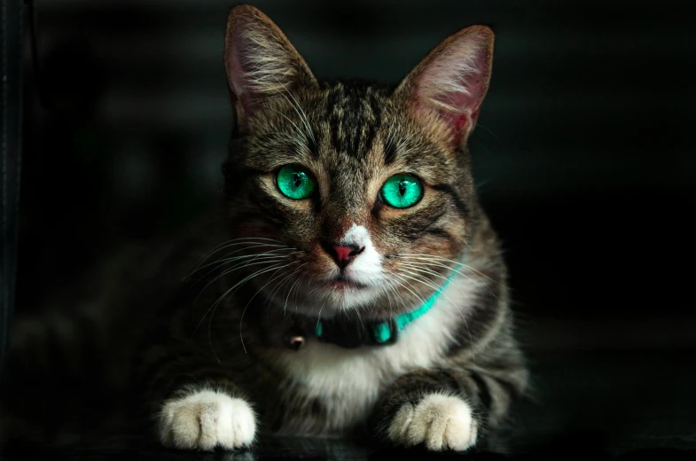 a close up of a cat with green eyes, by Julia Pishtar, pexels contest winner, glowing hue of teal, instagram picture, getty images, armored cat