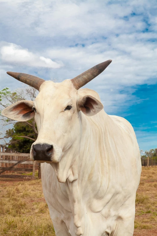 a white cow standing on top of a grass covered field, long pointy ears, in australia, square nose, 2022 photograph