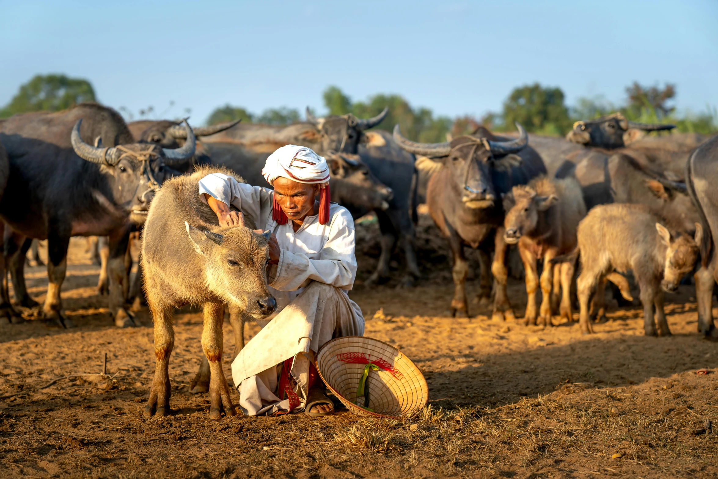 a man kneeling in front of a herd of cattle, by Jesper Knudsen, pexels contest winner, myanmar, avatar image, museum quality photo, slide show