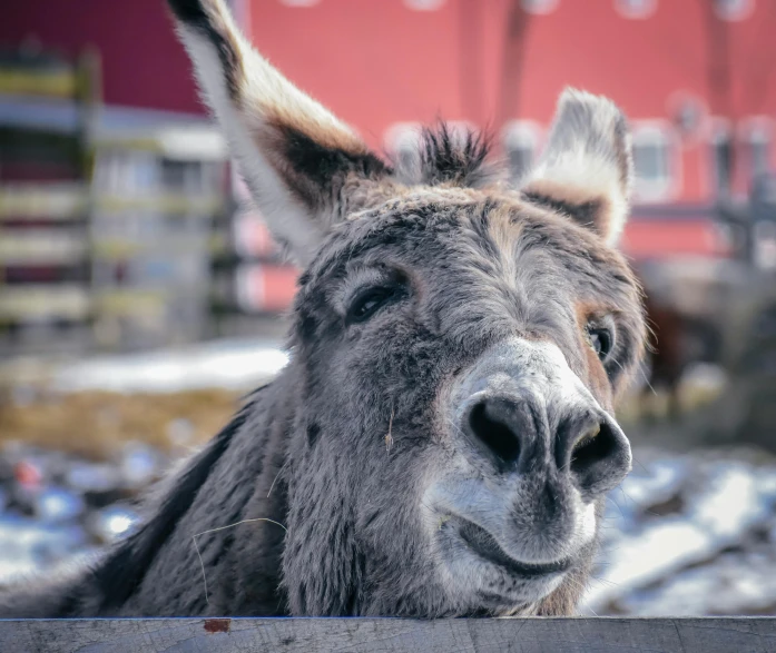 a close up of a donkey looking over a fence, by Daniel Lieske, pexels contest winner, happy big chungus, swedish, a cozy, drinking