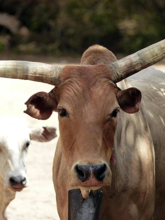 a couple of cows standing next to each other, two large horns on the head, brown:-2, multiple stories, mexican