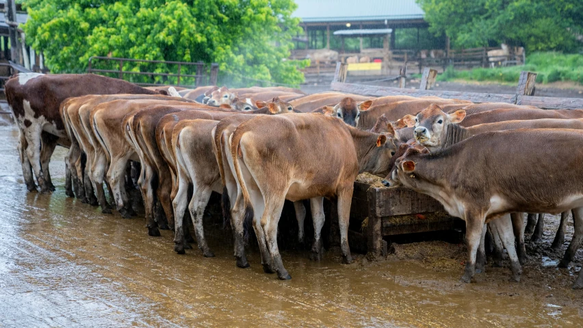 a herd of cows standing next to each other, by Daniel Lieske, pexels contest winner, feed troughs, very wet, thumbnail, brown