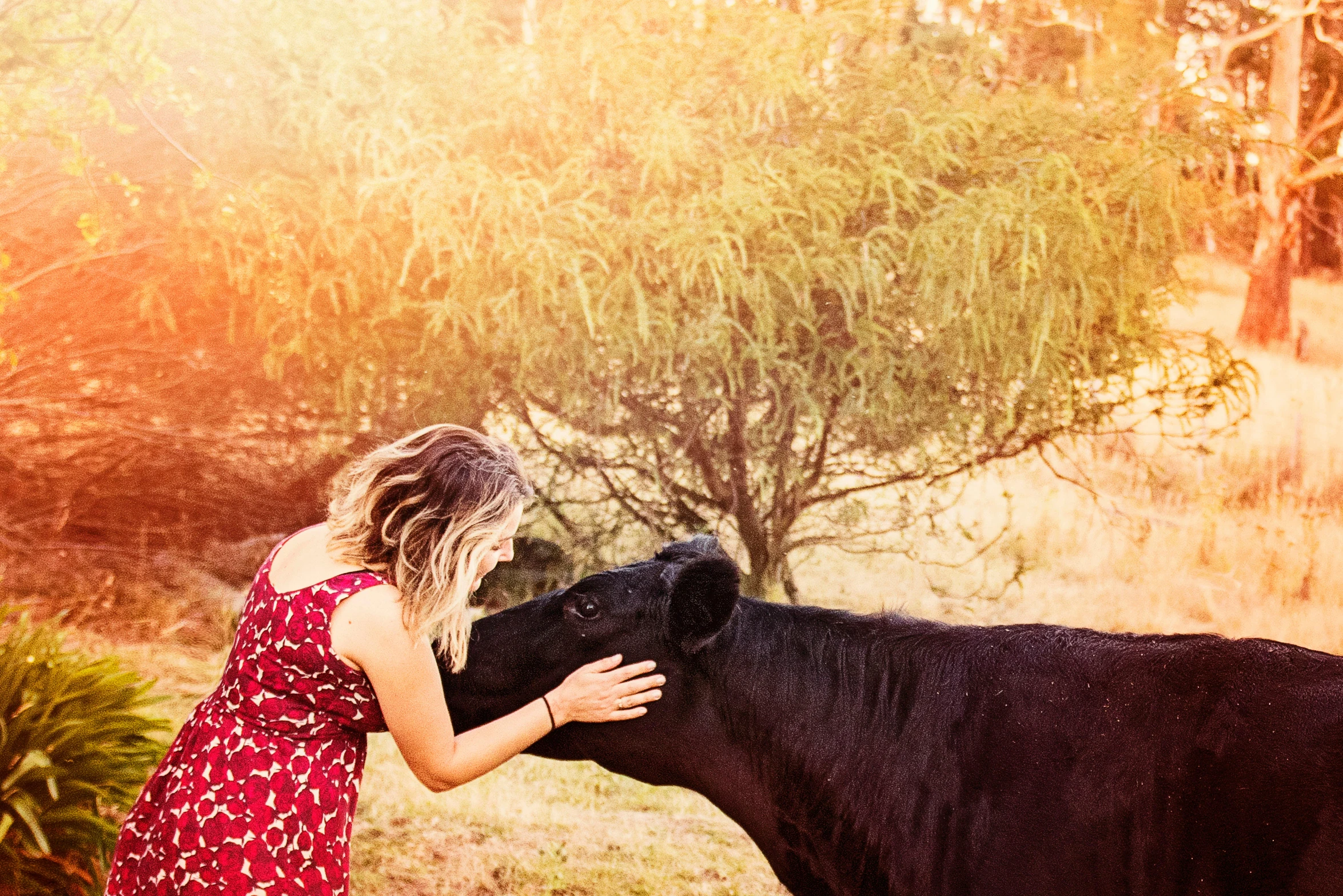 a woman in a red dress petting a black cow, by Julia Pishtar, unsplash, australian, summer light, half image