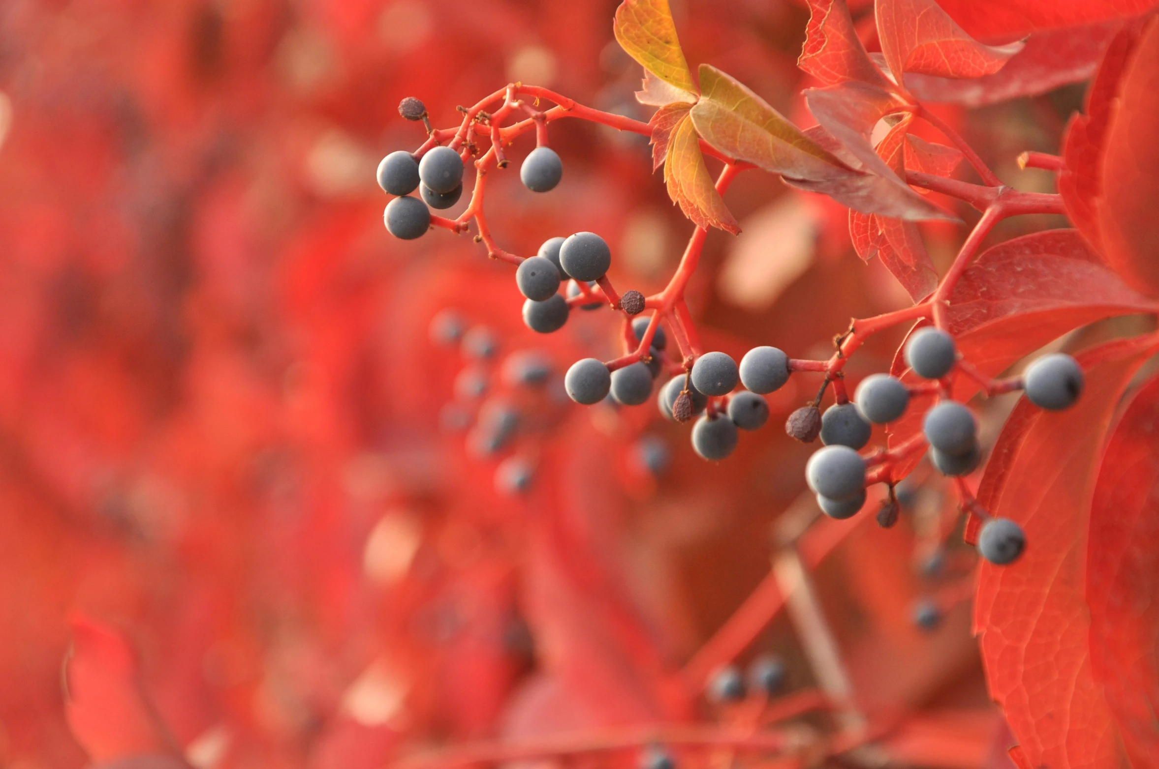 a close up of a bunch of berries on a tree, unsplash, photorealism, autum, 8k resolution”, illustration”, grey