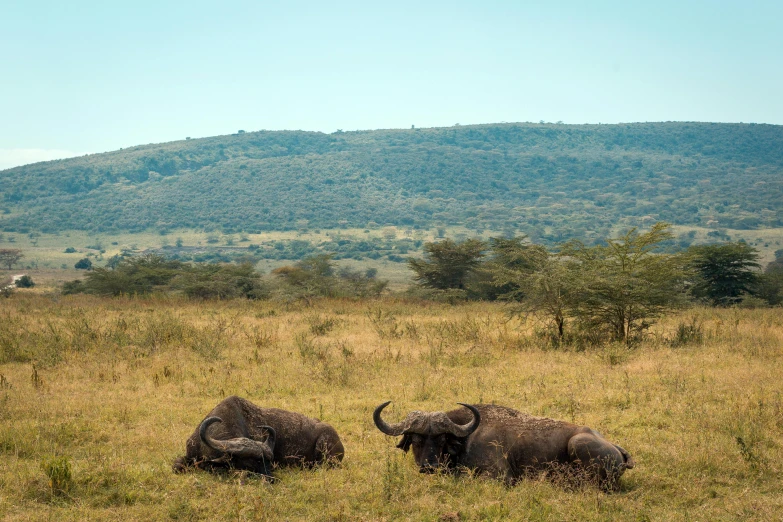 a couple of buffalo standing on top of a grass covered field, people resting on the grass, very kenyan, multiple stories, uncropped