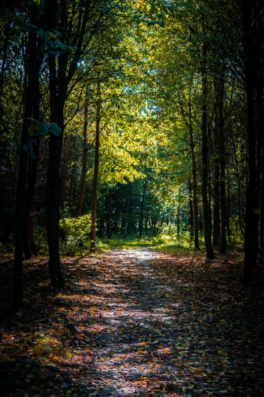 a dirt road in the middle of a forest, by Jacob Kainen, cinematic shot ar 9:16 -n 6 -g, autumn sunlights, high quality image, portrait photo