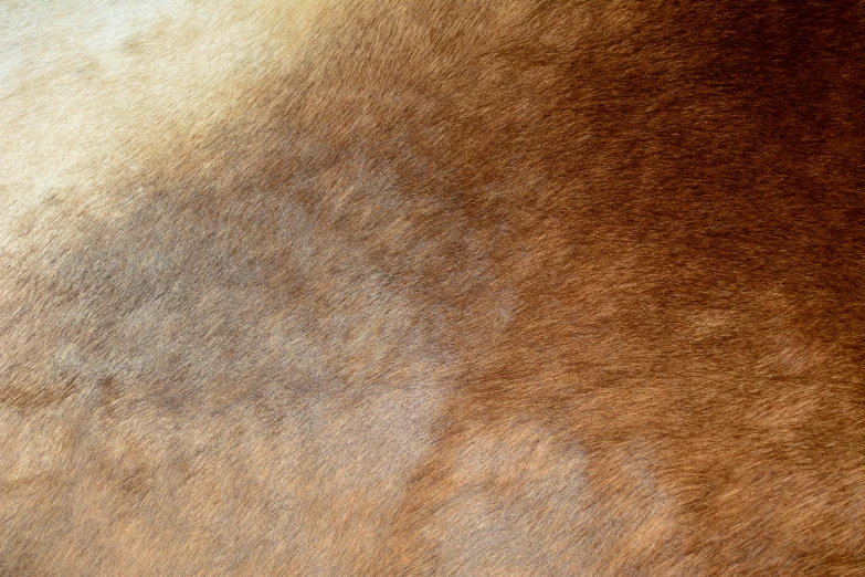 a close up of a brown and white horse's fur, an album cover, by Nina Hamnett, unsplash, pbr texture, gradient, light brown, pbr material
