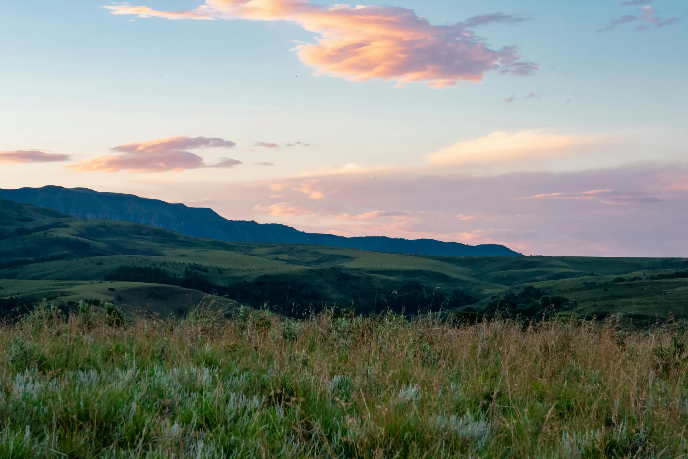 a cow standing on top of a lush green field, by Alexander Runciman, unsplash contest winner, post-impressionism, dramatic pink clouds, montana, sunset panorama, over the hills