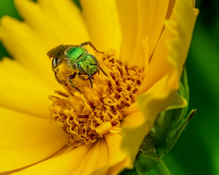 a green insect sitting on top of a yellow flower, slide show, paul barson, green and gold, fan favorite