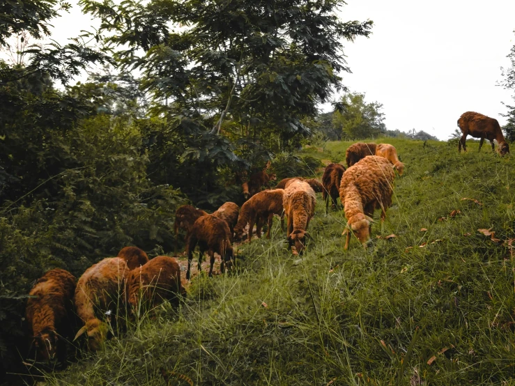 a herd of cattle grazing on a lush green hillside, an album cover, by Emma Andijewska, unsplash, sumatraism, wild ginger hair, gif, thumbnail, ready to eat