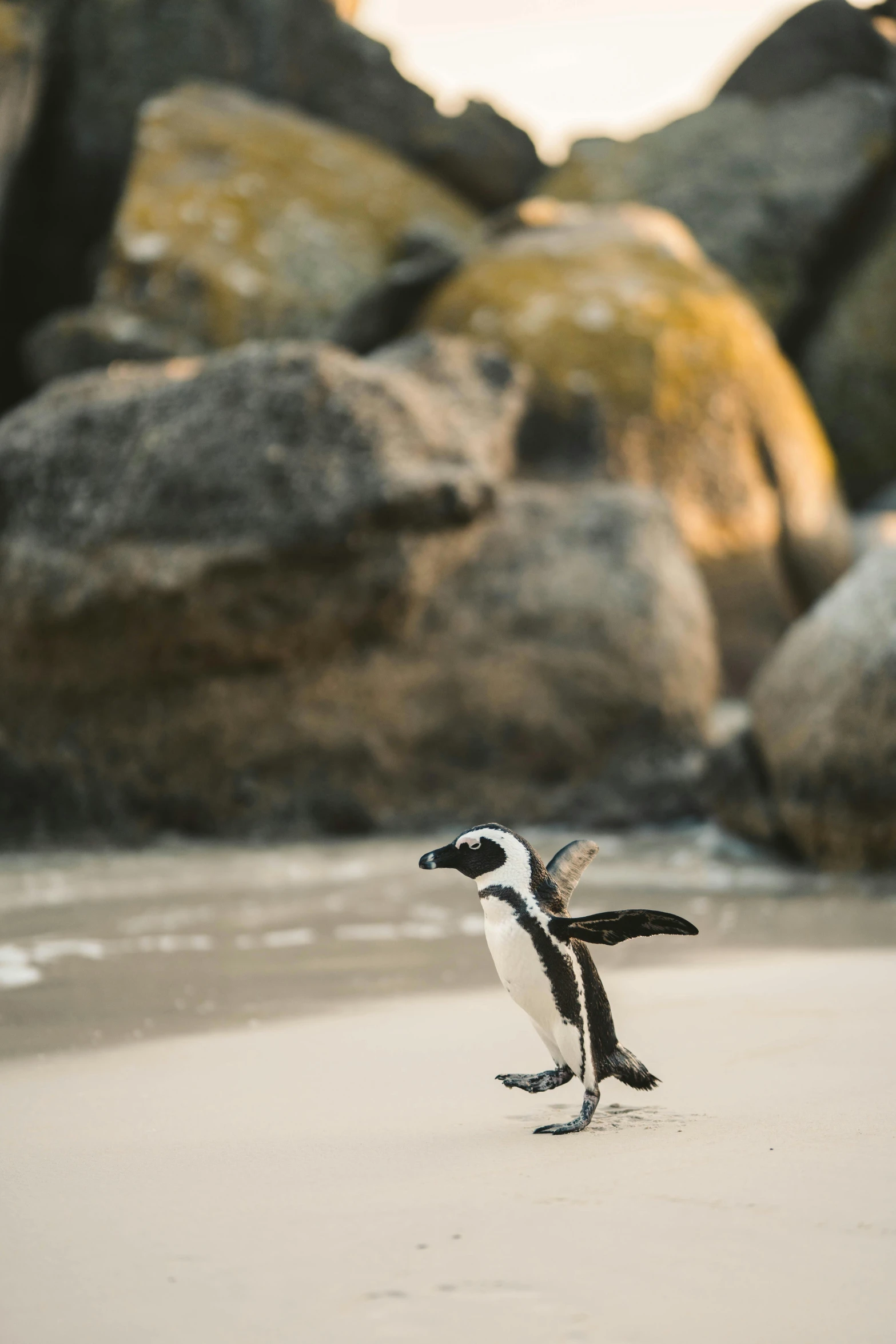 a penguin standing on top of a sandy beach, running towards the camera