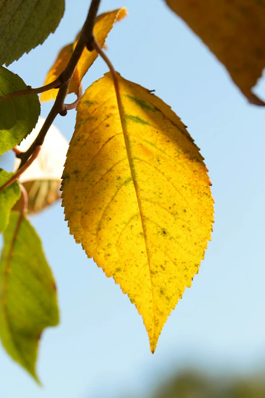 a close up of a leaf on a tree, by David Simpson, patches of yellow sky, in sunny weather, blue sky, vanilla